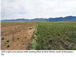 /ARSUserFiles/20600500/RangelandRehabiliatationLab/2024 range rehab files/with and without seeding Dean Ranch.png